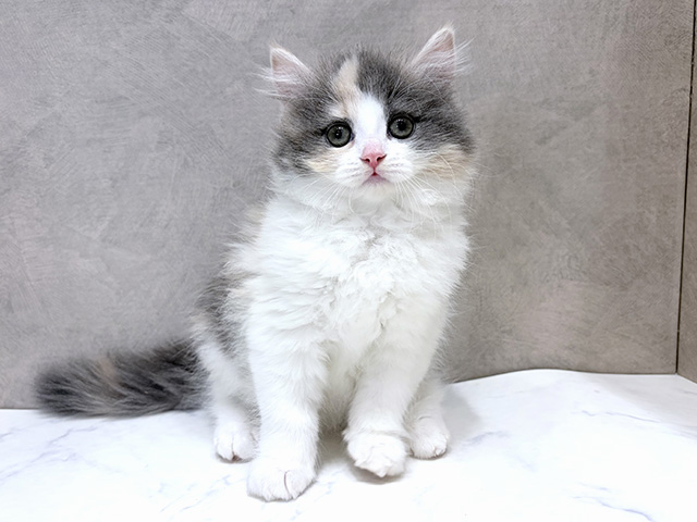 千葉県のサイベリアン (ペッツファーストららぽーとTOKYO-BAY店/2025年11月20日生まれ/女の子/ダイリュートキャリコ)の子猫の1枚目の画像