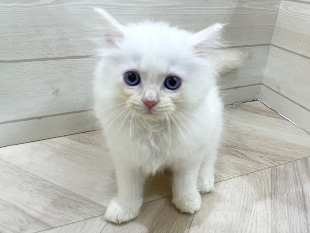 福岡県のネヴァマスカレード (ペッツファースト福岡天神店/2025年11月20日生まれ/男の子/レッドポイント)の子猫の1枚目の画像