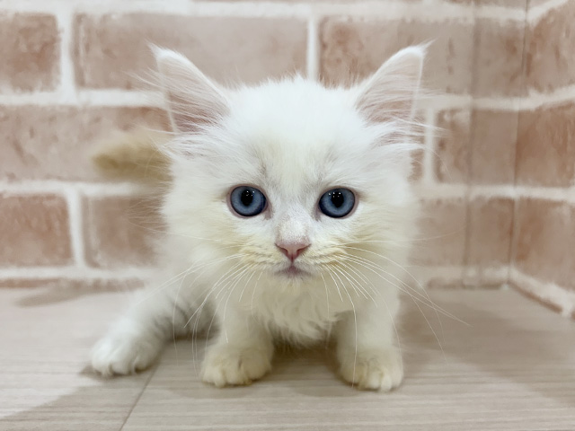 神奈川県のネヴァマスカレード (ペッツファーストfor cats横浜元町店/2025年11月20日生まれ/男の子/レッドポイント)の子猫の1枚目の画像