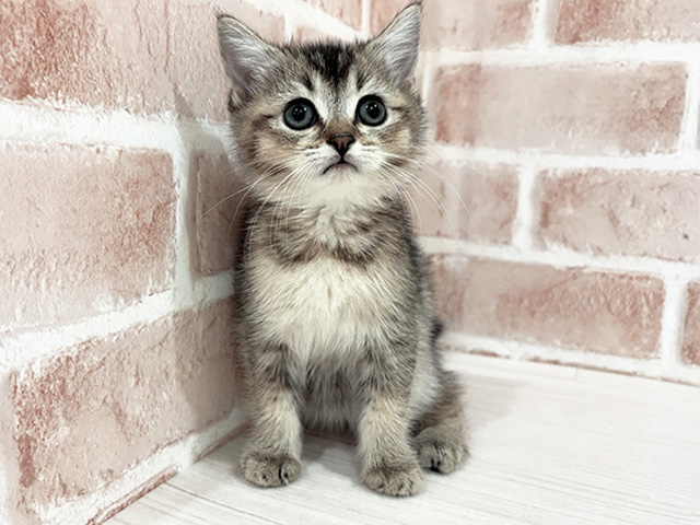 ブリティッシュ