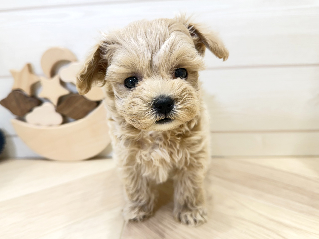 広島県のマルプー(マルチーズ×プードル) (ペッツファースト広島府中店/2025年11月19日生まれ/女の子/アプリコット)の子犬