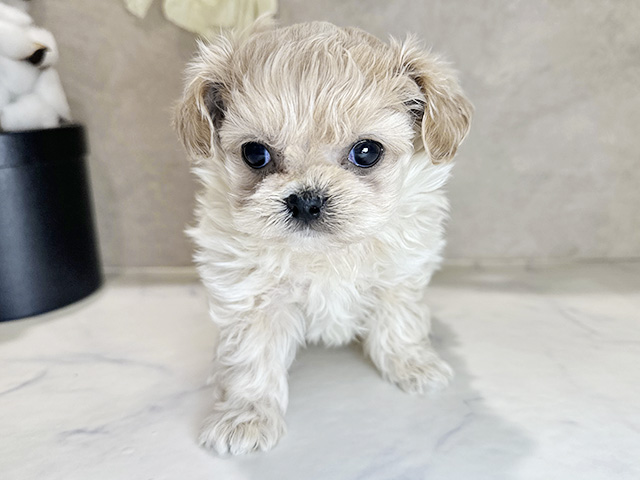 兵庫県のチワプー/プーチー(チワワ×プードル) (ペッツファースト神戸三宮センター街店/2025年11月19日生まれ/女の子/クリーム)の子犬の1枚目の画像