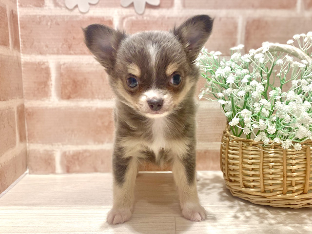 埼玉県のパピチー/チワパピ(パピヨン×チワワ) (ペッツファースト川越店/2025年11月20日生まれ/男の子/ブルータンホワイト)の子犬の1枚目の画像