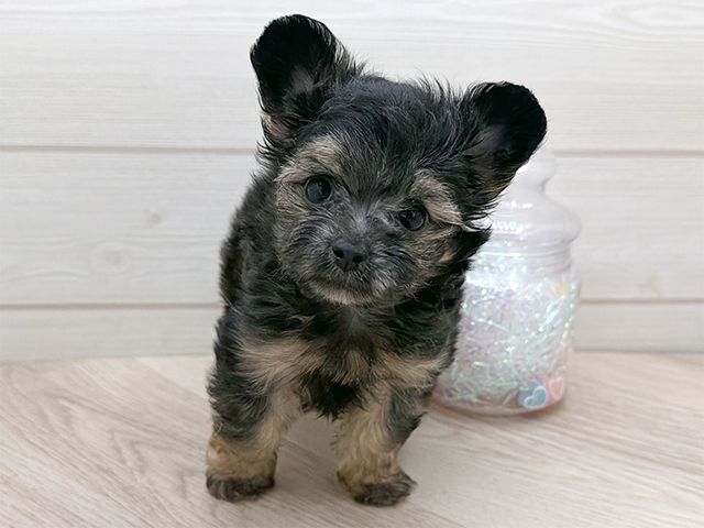 東京都のチワプー/プーチー(チワワ×プードル) (ペッツファースト渋谷店/2025年11月18日生まれ/男の子/ブラックタン)の子犬