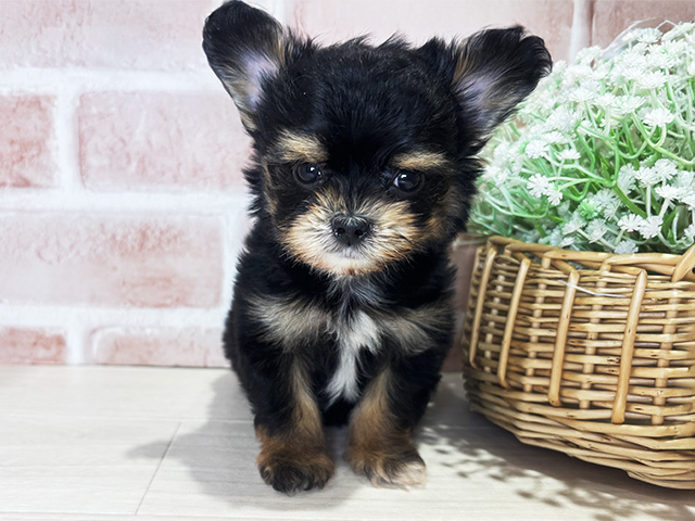 岡山県のチワプー/プーチー(チワワ×プードル) (ペッツファースト倉敷店/2025年11月18日生まれ/男の子/ブラックタン)の子犬の1枚目の画像