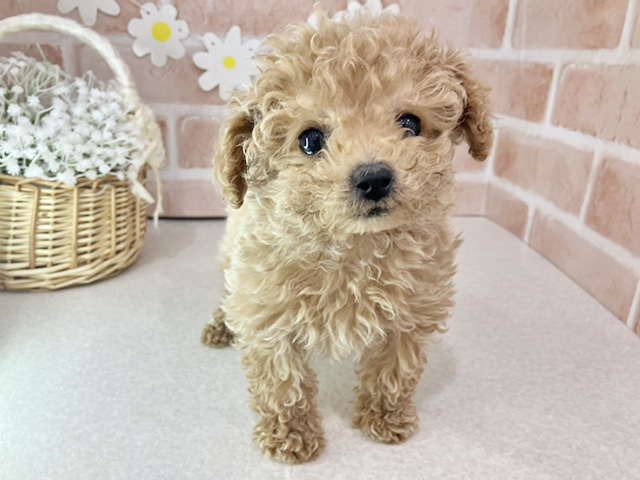 東京都のトイプードル(ティーカップ) (ペッツファーストお台場店/2025年11月20日生まれ/男の子/クリーム)の子犬の1枚目の画像