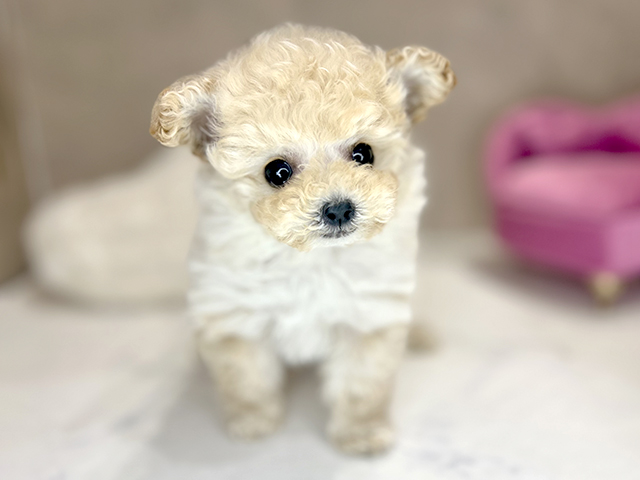 大阪府のトイプードル(ティーカップ) (ペッツファースト茶屋町店/2025年11月20日生まれ/女の子/クリーム)の子犬の1枚目の画像