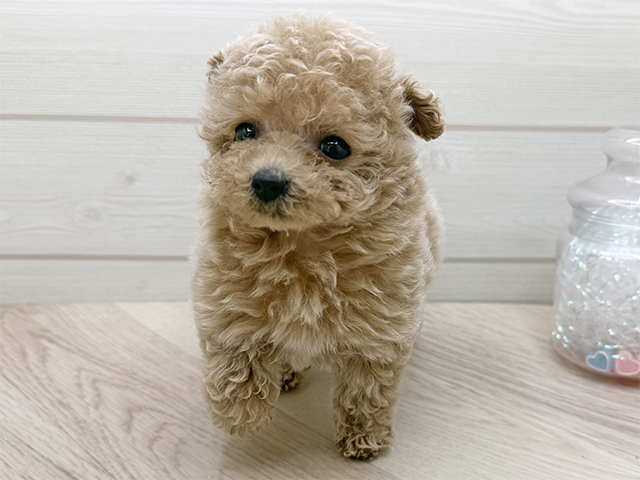 東京都のトイプードル(ティーカップ) (ペッツファースト渋谷店/2025年11月20日生まれ/女の子/クリーム)の子犬