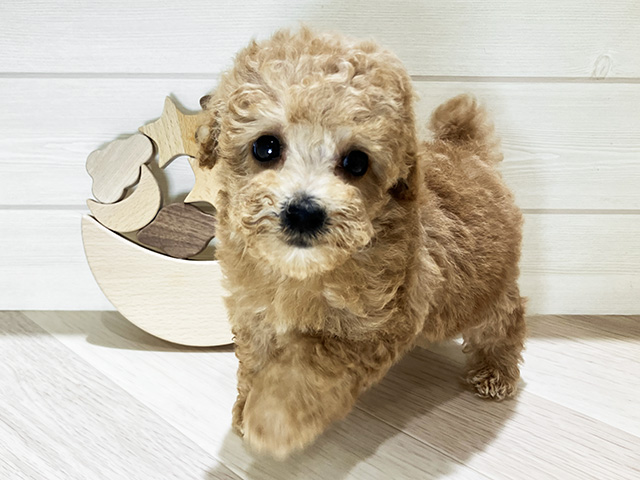 鳥取県のトイプードル(タイニー) (ペッツファースト日吉津店/2025年11月19日生まれ/女の子/レッド)の子犬の1枚目の画像