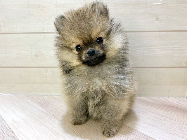 埼玉県のポメラニアン (ペッツファーストレイクタウン店/2025年11月13日生まれ/男の子/ウルフセーブル)の子犬の1枚目の画像