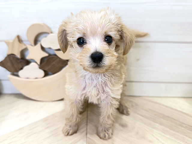 広島県のミニチュアピンシャーミックス (ペッツファースト広島府中店/2025年11月13日生まれ/男の子/クリーム)の子犬