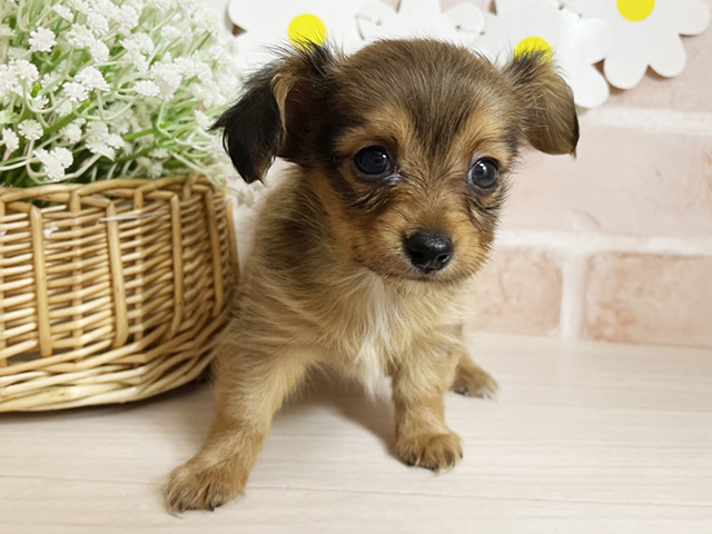 静岡県のチワックス(チワワ×ダックス) (ペッツファースト富士南店/2025年11月20日生まれ/男の子/レッド)の子犬の1枚目の画像