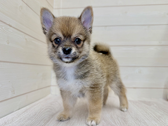 愛知県のチワ柴/柴チワ/チワシバ(チワワ×柴) (ペッツファースト大高店/2025年11月20日生まれ/男の子/赤)の子犬の1枚目の画像