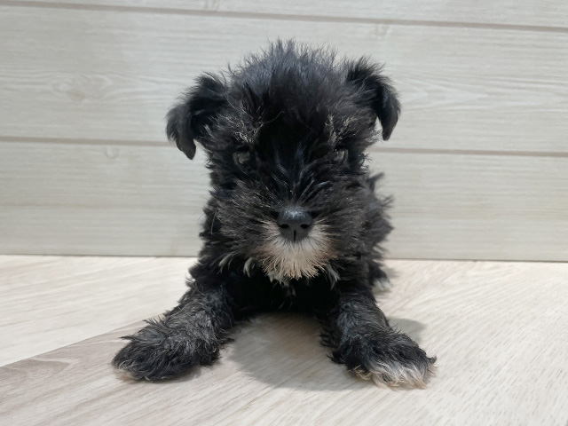 ミニチュアシュナウザー