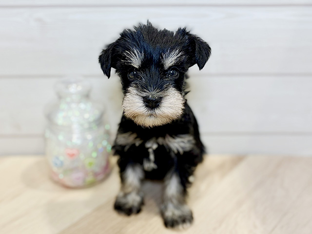 ミニチュアシュナウザー