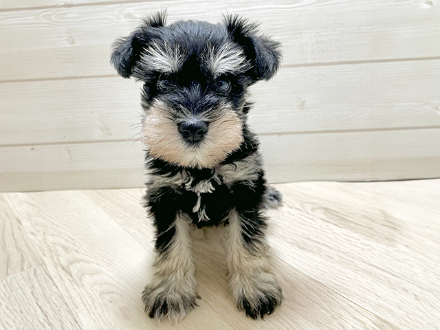 ミニチュアシュナウザー