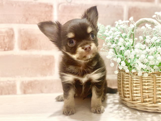 埼玉県のチワワ(ロング) (ペッツファースト川越店/2025年11月20日生まれ/男の子/チョコレートタンホワイト)の子犬の1枚目の画像