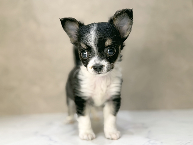東京都のチワワ(ロング) (ペッツファーストららぽーと立川立飛店/2025年11月20日生まれ/女の子/ブラックタン)の子犬の1枚目の画像