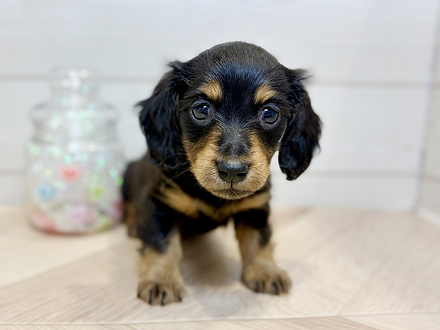 カニヘンダックスフンド