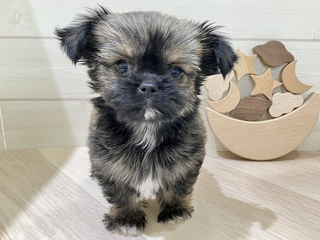 鳥取県のチワペキ/ペキチー/ペキチワ(チワワ×ペキニーズ) (ペッツファースト日吉津店/2025年11月20日生まれ/女の子/フォーン)の子犬の1枚目の画像