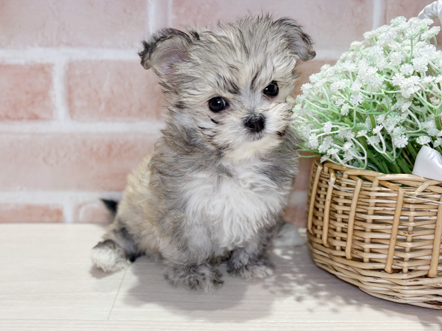 岡山県のチワマル/マルチワ(チワワ×マルチーズ) (ペッツファースト倉敷店/2025年11月20日生まれ/男の子/フォーンホワイト)の子犬