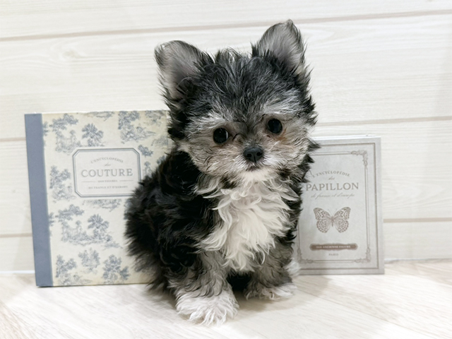 広島県のチワマル/マルチワ(チワワ×マルチーズ) (ペッツファースト宇品店/2025年11月20日生まれ/男の子/ブラックホワイト)の子犬の1枚目の画像