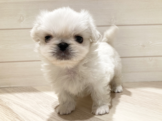 福岡県のペキニーズ (ペッツファースト福津店/2025年11月20日生まれ/男の子/ホワイト)の子犬の1枚目の画像