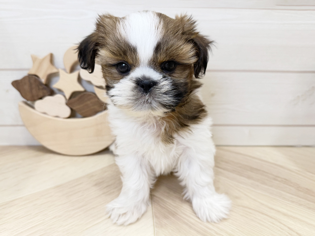 広島県のシーズー (ペッツファースト広島府中店/2025年11月20日生まれ/女の子/ホワイトゴールド)の子犬