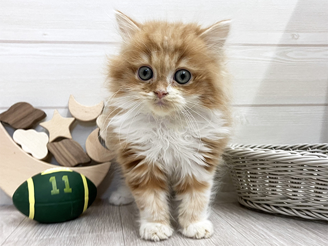 愛知県のスコティッシュフォールド (ペッツファースト大高店/2025年11月20日生まれ/男の子/レッドタビーホワイト)の子猫の1枚目の画像