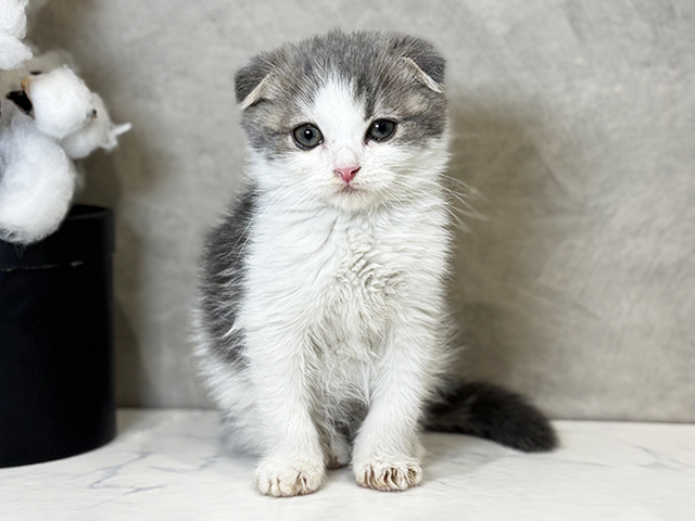 愛知県のスコティッシュフォールド (ペッツファースト名古屋栄店/2025年11月18日生まれ/男の子/ブルータビーホワイト)の子猫の1枚目の画像