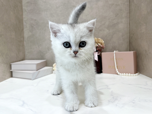 ブリティッシュ