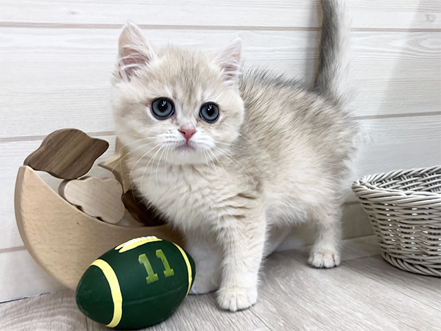 愛知県のブリティッシュショートヘアー (ペッツファースト大高店/2025年11月18日生まれ/女の子/ブルーシェーデットゴールデン)の子猫の1枚目の画像
