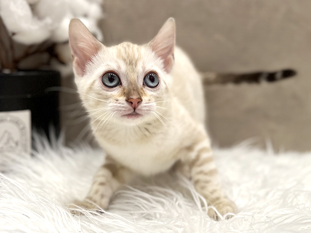 東京都のベンガル (ペッツファースト青山店/2025年11月17日生まれ/女の子/シールスポテッドリンクスポイント)の子猫の1枚目の画像