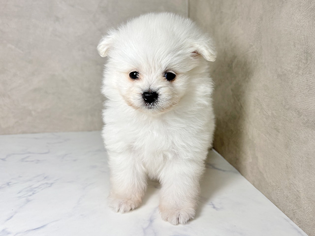 大阪府のポメプー(ポメラニアン×プードル) (ペッツファースト東大阪店/2025年11月20日生まれ/男の子/ホワイトクリーム)の子犬の1枚目の画像