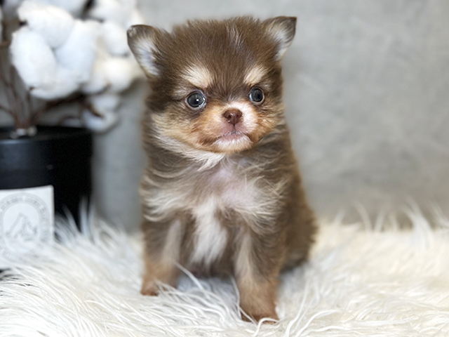 東京都のポメチワ/チワポメ/ポメチー(ポメラニアン×チワワ) (ペッツファースト青山店/2025年11月20日生まれ/男の子/チョコレートクリームホワイト)の子犬の1枚目の画像