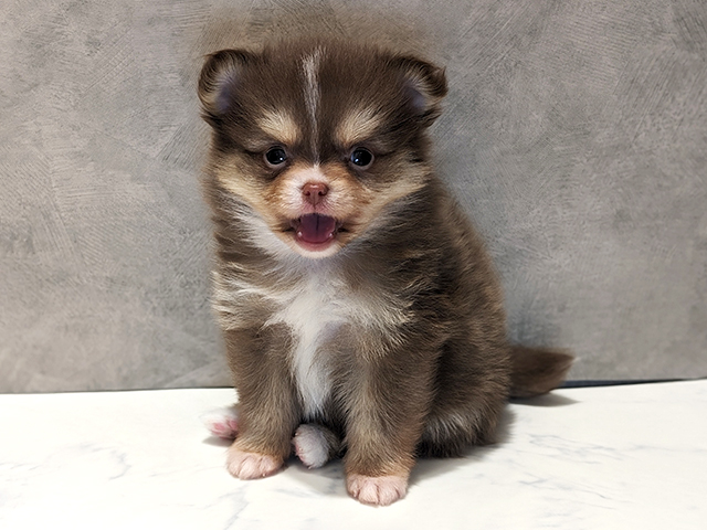 京都府のポメチワ/チワポメ/ポメチー(ポメラニアン×チワワ) (ペッツファースト京都四条河原町店/2025年11月20日生まれ/女の子/チョコレートクリームホワイト)の子犬の1枚目の画像
