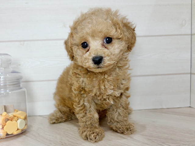 トイプードル