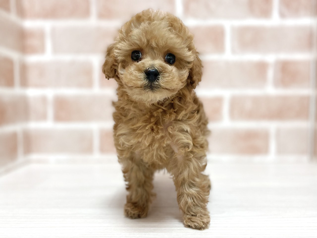 大阪府のトイプードル(トイ) (ペッツファースト高槻店/2025年11月20日生まれ/女の子/アプリコット)の子犬の1枚目の画像