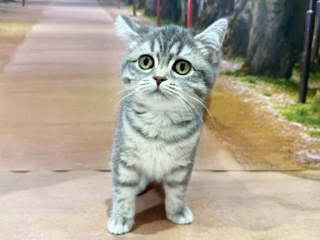 埼玉県のマンチカン (ペッツファースト与野店/2025年11月23日生まれ/女の子/ブルータビー)の子猫の1枚目の画像