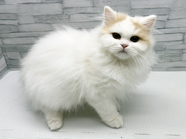 神奈川県のサイベリアン (ペッツファースト横浜瀬谷店/2025年11月22日生まれ/男の子/クリームホワイト)の子猫の1枚目の画像