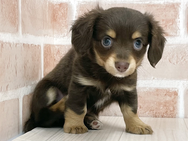 東京都のチワックス(チワワ×ダックス) (ペッツファースト八王子多摩美大前店/2025年11月17日生まれ/女の子/チョコレートタン)の子犬の1枚目の画像