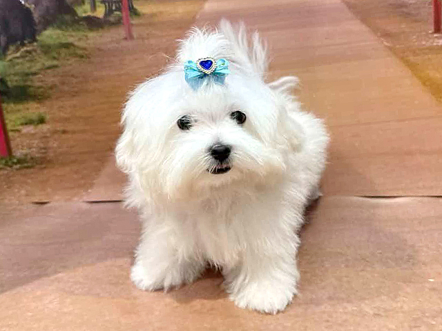 ミニチュアダックスフンドミックス, 性別 男の子, 誕生日 2025/11/21, 毛色 ホワイト, 出身 群馬県, 店舗 与野店(埼玉県), お問い合わせ番号 100831230