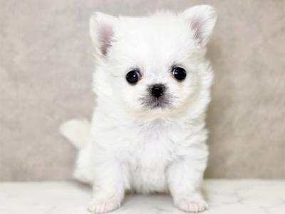 大阪府のチワペキ/ペキチー/ペキチワ(チワワ×ペキニーズ) (ペッツファースト心斎橋本店/2025年10月27日生まれ/女の子/クリーム)の子犬の1枚目の画像