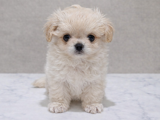 神奈川県のチワペキ/ペキチー/ペキチワ(チワワ×ペキニーズ) (ペッツファースト秦野店/2025年11月21日生まれ/女の子/クリーム)の子犬の1枚目の画像