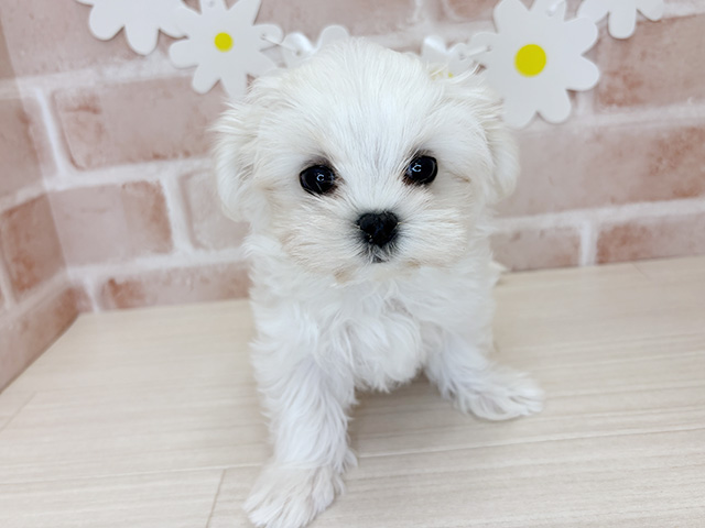 鹿児島県のマルチーズ (ペッツファースト鹿児島店/2025年11月21日生まれ/男の子/ホワイト)の子犬