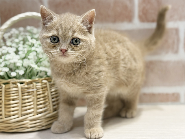 大阪府のブリティッシュショートヘアー (ペッツファースト北心斎橋店/2025年11月21日生まれ/男の子/クリーム)の子猫の1枚目の画像