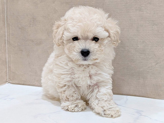 大阪府のトイプードル(ティーカップ) (ペッツファースト難波店/2025年11月21日生まれ/男の子/ホワイト)の子犬