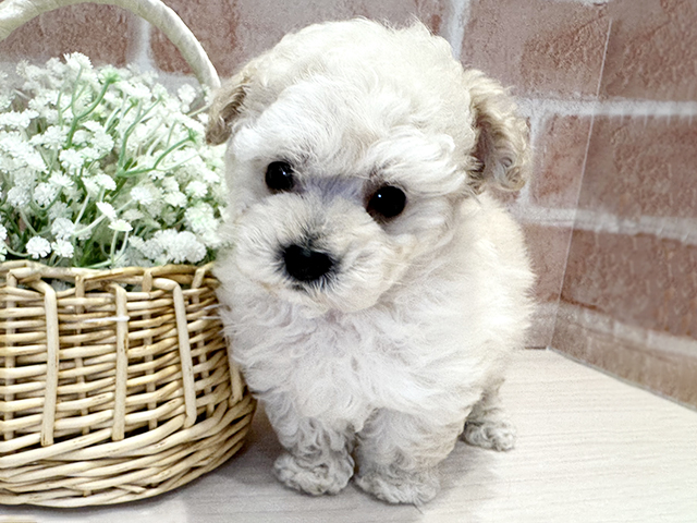 大阪府のトイプードル(ティーカップ) (ペッツファースト北心斎橋店/2025年11月21日生まれ/男の子/ホワイト)の子犬の1枚目の画像