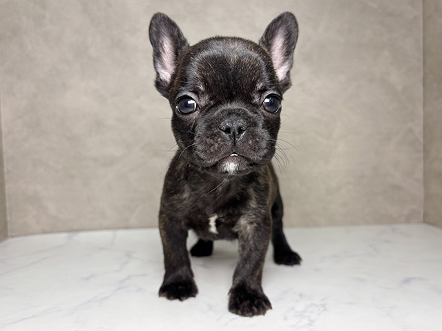 大阪府のフレンチブルドッグ (ペッツファースト東大阪店/2025年11月20日生まれ/女の子/ブリンドル)の子犬