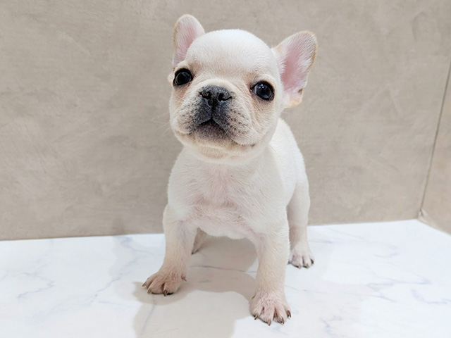 大阪府のフレンチブルドッグ (ペッツファースト難波店/2025年11月20日生まれ/男の子/クリーム)の子犬